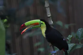 Jungle Paunch - Image 5
