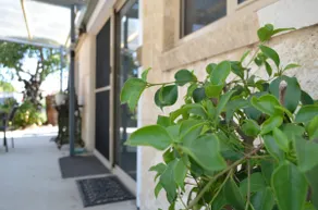 Pepper Tree B&B - Image 2