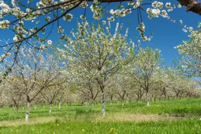 Swedish Orchard Farm - Image 4