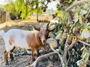 Farm Vibe near City with Friendly Goats & Big Deck - Image 2