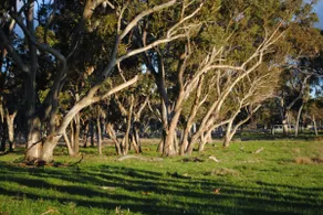 Waterloo Stockmans cottage, Glen Innes - Image 5