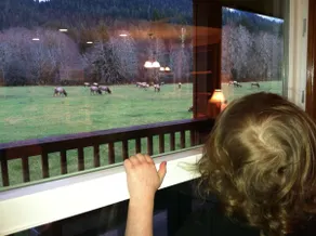 Welcome to the Elk House! 4 Private Acres/Close to Hiking and Lake Quinault! - Image 3