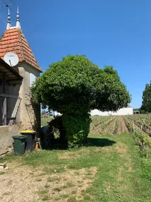 Château Roseyrol proche Saint-Emilion - Image 5