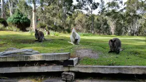 The Stone Cottage - Bruny Island - Image 3