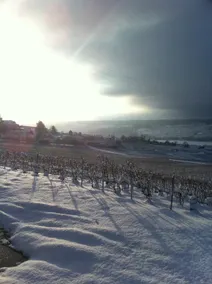 Maison Le Figuier, a stone's throw from the winemaker - Image 3