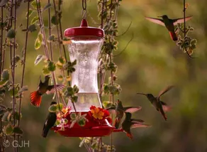Romantic getaway A birdwatchers paradise - Image 5