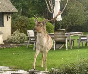 Stag Cottage New Forest Romantic Hideaway - Image 2