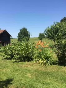 Lush greenery - Image 2