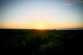 Apia Olive Grove - Image 2