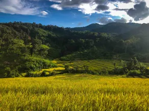 Pang Ma-O rice terrace นาขั้นบันไดบ้านปางมะโอ - Image 5