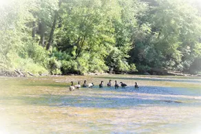 RiverDance Lodge 2/ Riverfront, Waterfalls/Smokies - Image 2