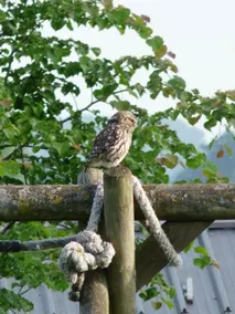 Studio Gîte 'Eul cat huant' (plain pied) - Image 4
