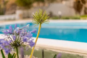 Luxurious villa Elena near Split with large swimming pool and private Chef - Image 3
