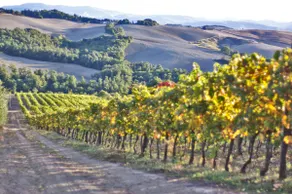 Podere Grignano, beautiful Tuscany - Image 4