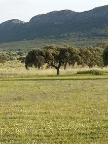 Extremadura farmhouse in pasture - Image 2