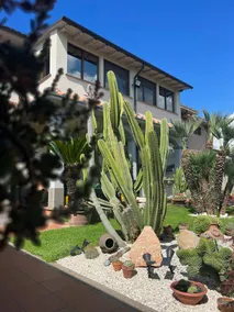 Cactus house - Image 4