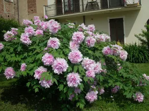 TRA TORINO E PINEROLO   appartamento  IN CASA D'EPOCA CON GIARDINO WI FI - Image 2