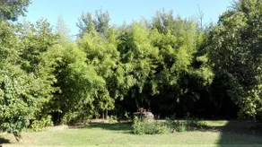 10 bis - Image 5