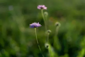 Transmontana - Image 5