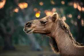 Galahad's Animal Sanctuary & B&B / Tour / Farmstay - Image 2