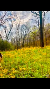 Beautiful Mountain Home-Pets! - Image 4