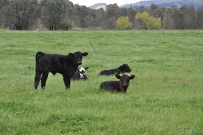 Elmwood Cottage Farm Stay - Image 3