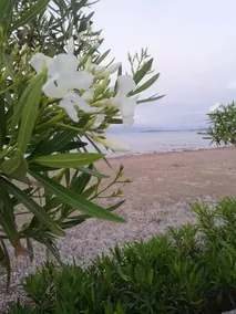 Korfu Roda Beach Eva apartment next to the sea - Image 4