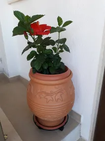 House Sonia - Image 4