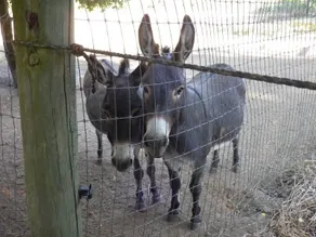 *Vintage Farmhouse* Bocce, Bikes, Robes & Donkey - Image 3