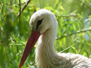 Les Cigognes Nature Lodge - Image 3