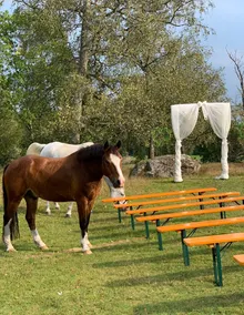 Private upper floor in villa on horse farm close to nature - Image 5