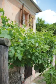 Alla vigna - Image 2