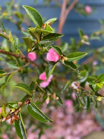 Oonalee Cottage Lancefield - Image 2