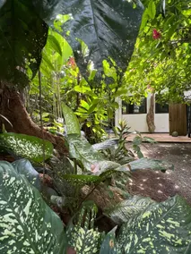 Private Lions Den in Playa Cocles - Image 2