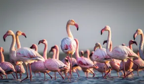 Flamingo’s house - Image 4