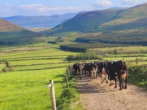 Large wood cabin 5 min drive to  Inch beach on the Wild Atlantic Way in Co kerry - Image 2
