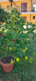 Casa ai Limoni - Image 4