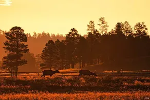 Elk Mountain on Laney Lane - Image 4
