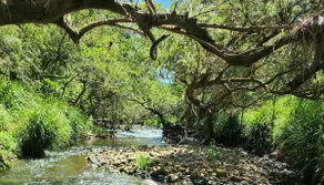 River Cottages Gold Coast in the Beautiful Hinterland, Pet Friendly - Image 5