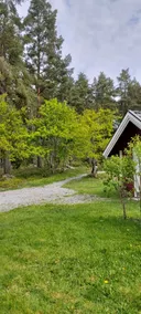 Cozy cottage among pine trees. - Image 2