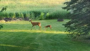 A place to crash in Chanhassen, by the Twin Cities - Image 3