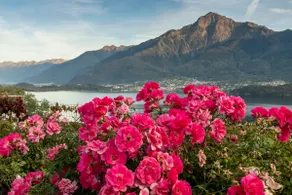 Lago de Como - Residencia La Collina - Mirtillo - Image 4