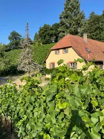 Rebhaus Durbach - Image 3