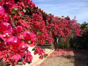 Beautiful Villa with garden - Image 5