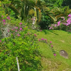 Bottle Palm Villa - Image 4