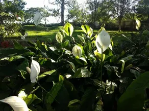 A place to be in contact with nature ... - Image 2