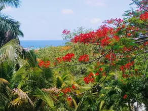 Caribbean Escape with Ocean View - Image 2