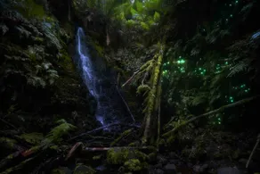 Cottage with private Rainforest and Waterfalls in Tanybryn, Victoria - Image 2