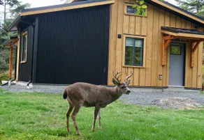 Zephyr Cottage & Sauna-West Coast Living in Sooke - Image 5
