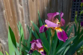 Pixie's Place - Image 5